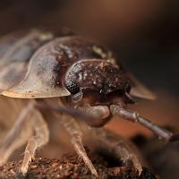 Woodlouse 3 